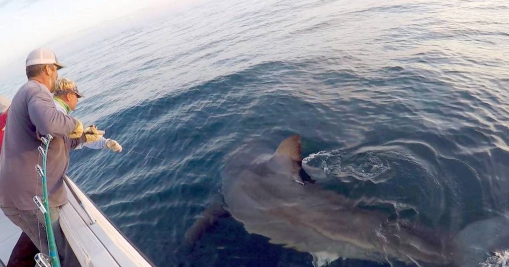 Hilton Head's "Great White Shark Hunter"......Interview