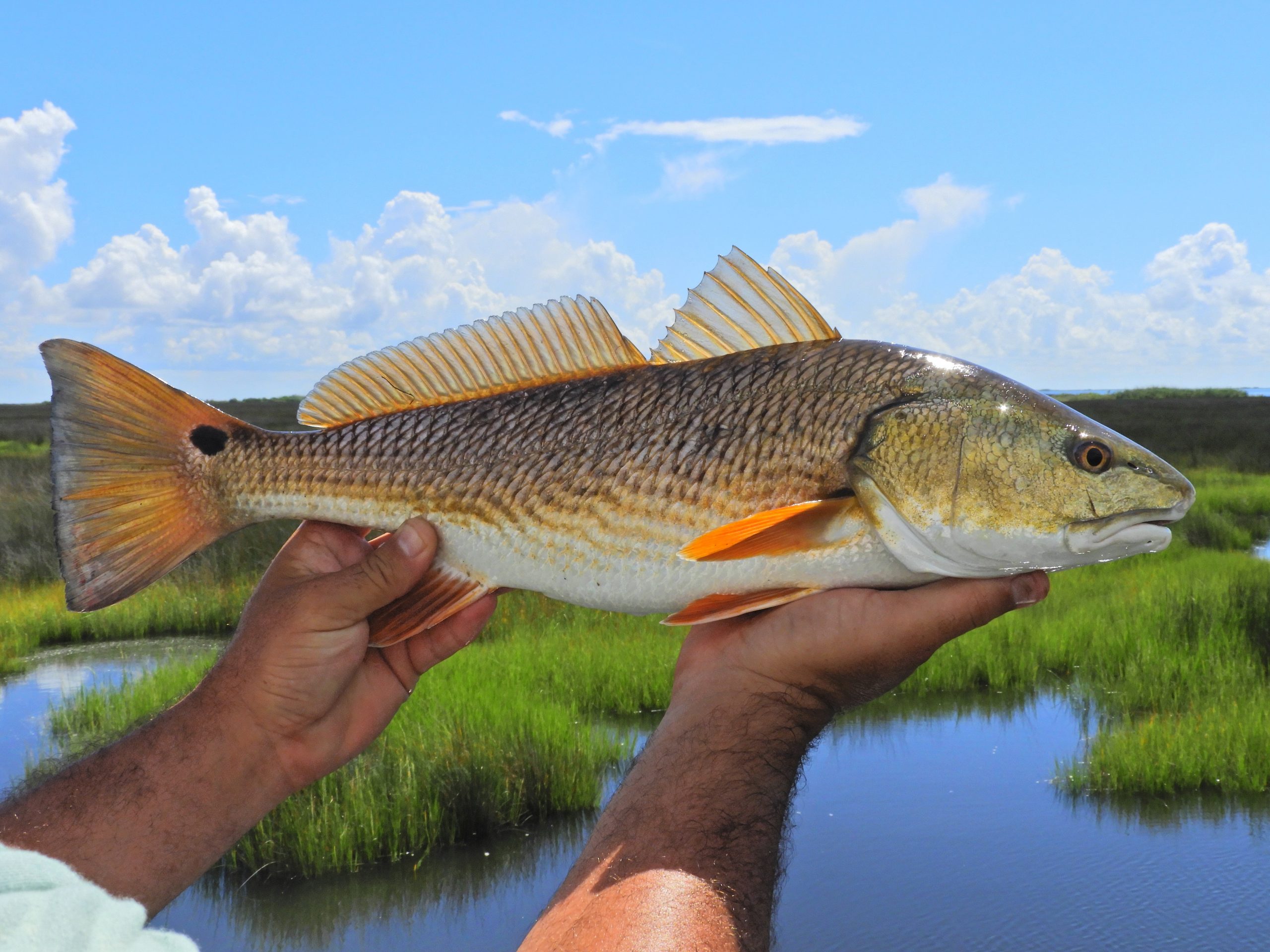 Summer Redfishing.How To Pick the Hot Spots - Saltwater Angler