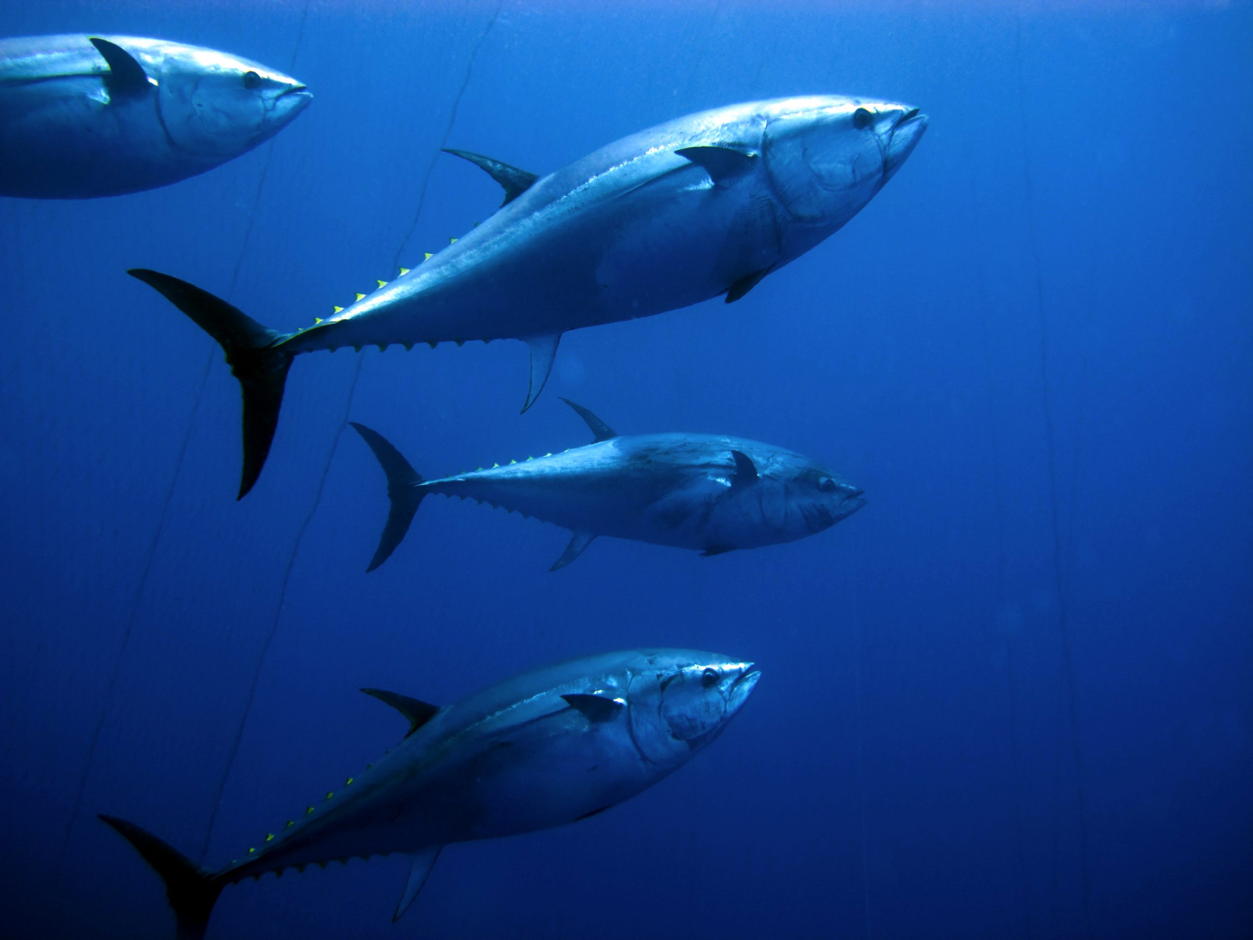 Understanding the Giant Bluefin Tuna…A Scientific Perspective