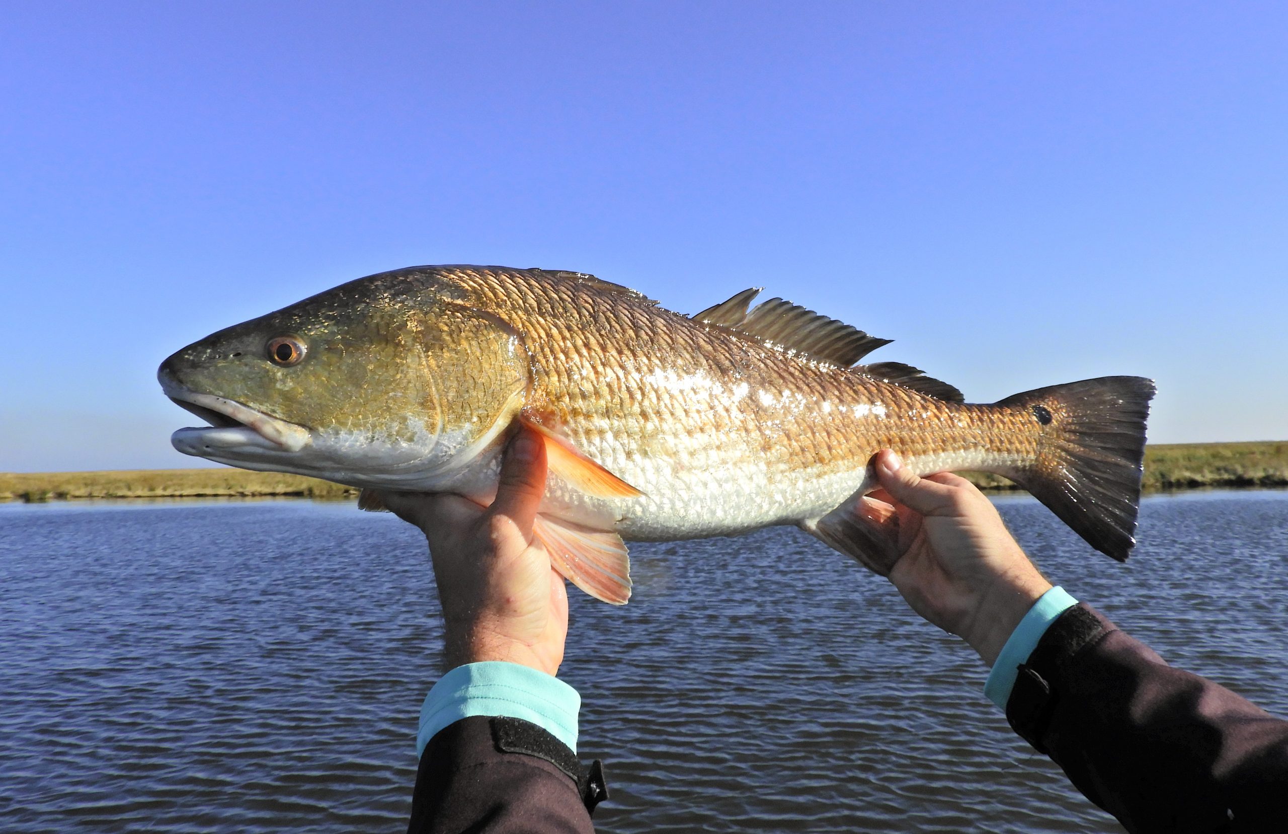 Redfishing Late Winter Tactics - Saltwater Angler