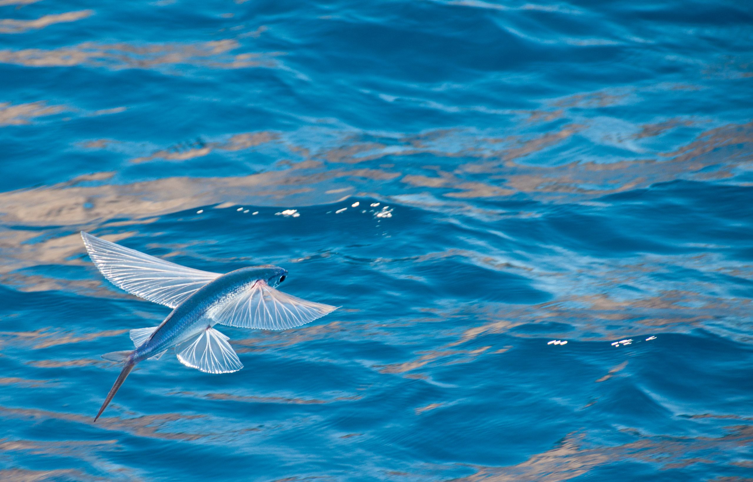 The Atlantic Flying Fish: A Sight Always Worth the Trip - Saltwater Angler