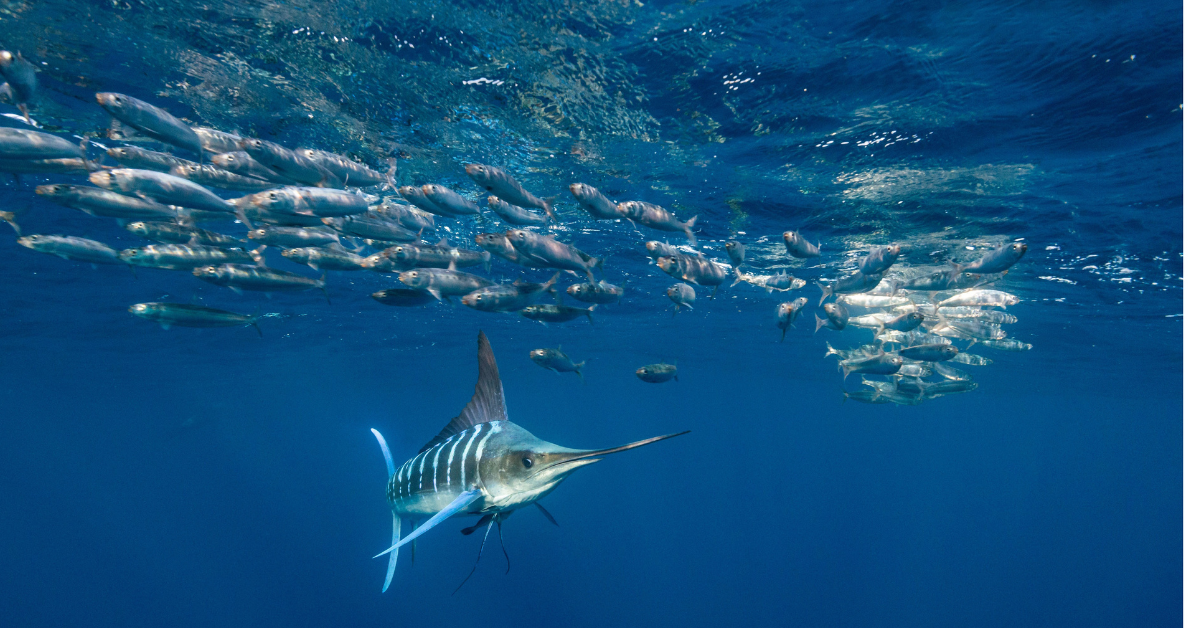 The Offshore Baitfish.Every Species Plays a Part - Saltwater Angler