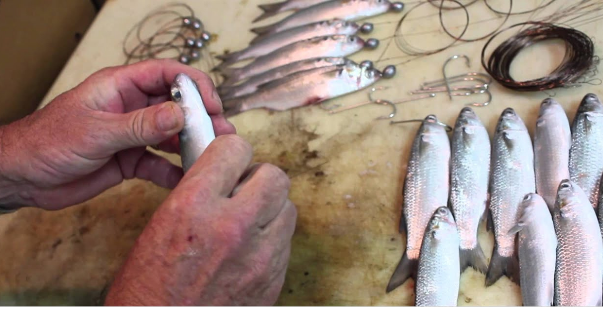 The “Rigged Swimming Mullet- A Lost Art - Saltwater Angler