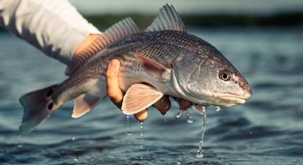 A Look At North Carolina’s Inshore Fishery Status….FINDEX Power Ratings