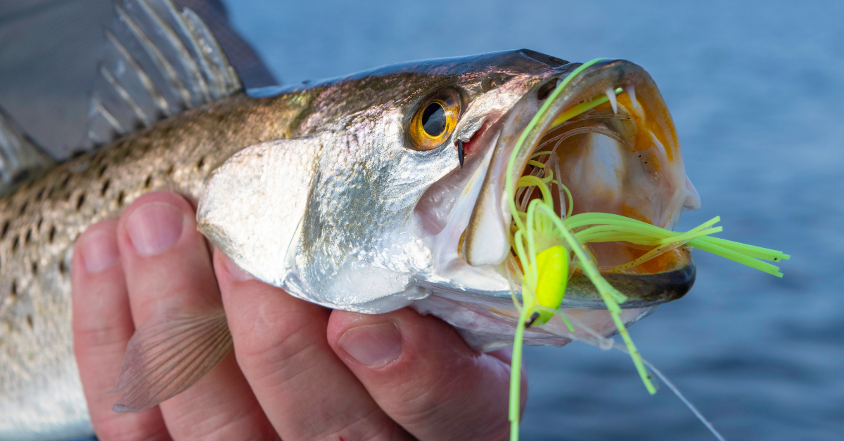 Late Winter Speckled Trout Fishing - Saltwater Angler