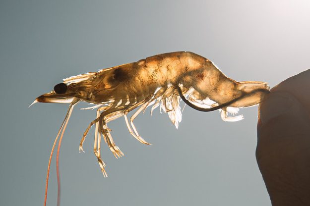 Top Three Live Shrimp Rigs to Know