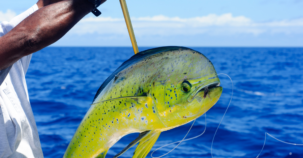 Artificial Mahi 12 Blue/Green/Yellow - Almost Alive Lures