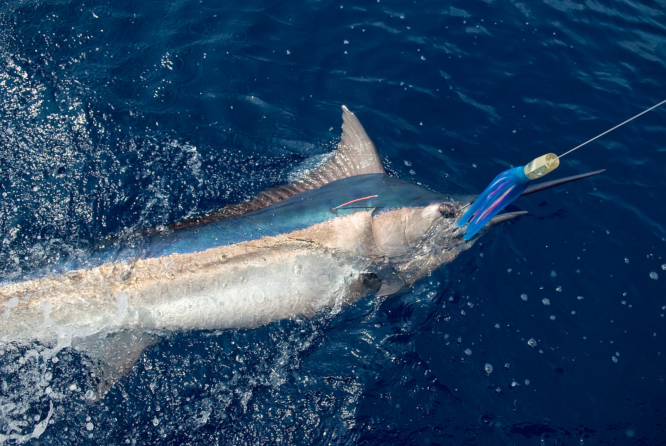 An Offshore Fishing Journey…..More Than Catching (Part 2