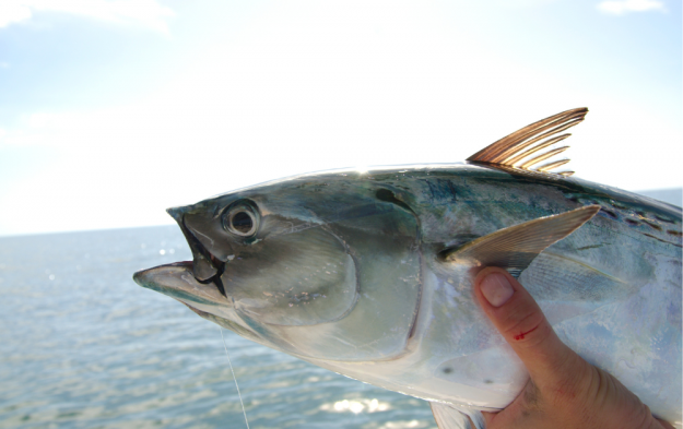 Spring Is Almost Here And So Are The Bonito…Here’s What You Need To Know.