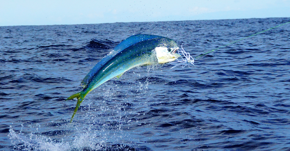 Day of The Mahi.Part 2 Nearshore Fishing Tactics For Small Boat Anglers  - Saltwater Angler