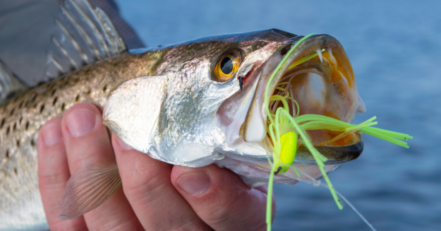 Topwater and Sight Fishing For Summer Speckled Trout
