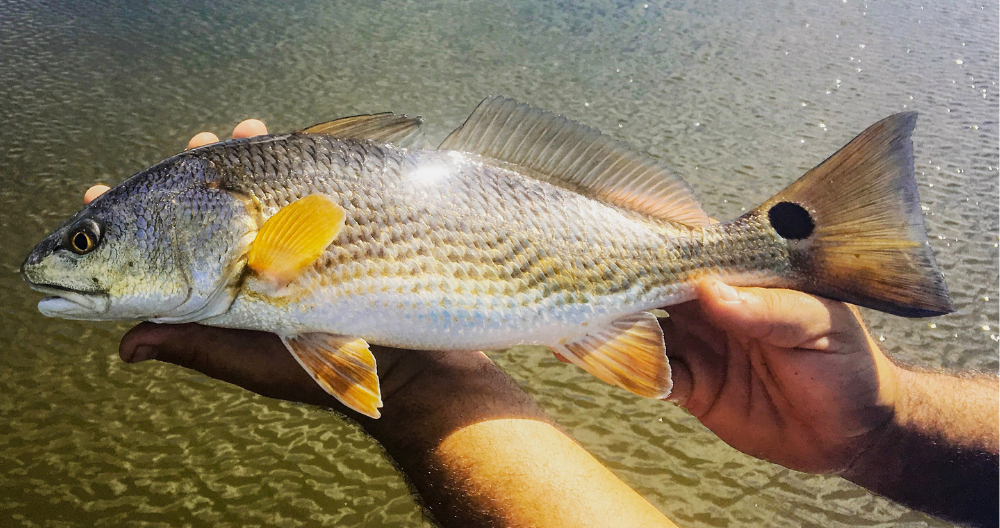 Resolving The Timid Fish Problem - Saltwater Angler