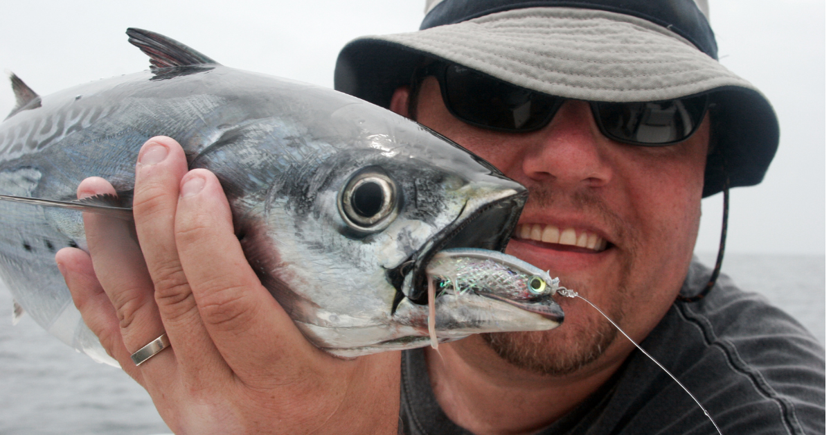 No Alibies When Fishing For False Albacore.. Here's How It's Done -  Saltwater Angler