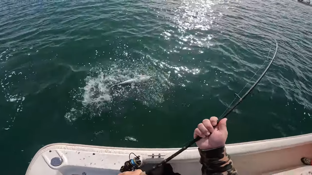 Action At The Cape Lookout Jetty. Grey Trout & INSANE Albie