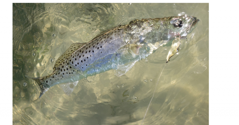 Soft-plastic lures fished in deep holes producing plenty of Charleston trout