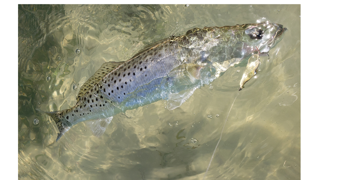Speckled trout lures: what's most effective for you? - Carolina Sportsman