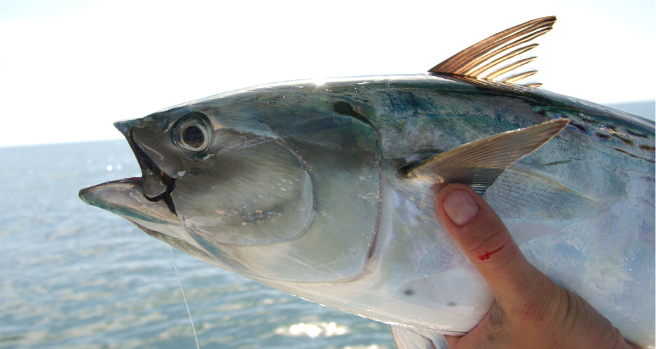 The Bonito Are Coming The Fishing Season Is Near - Saltwater