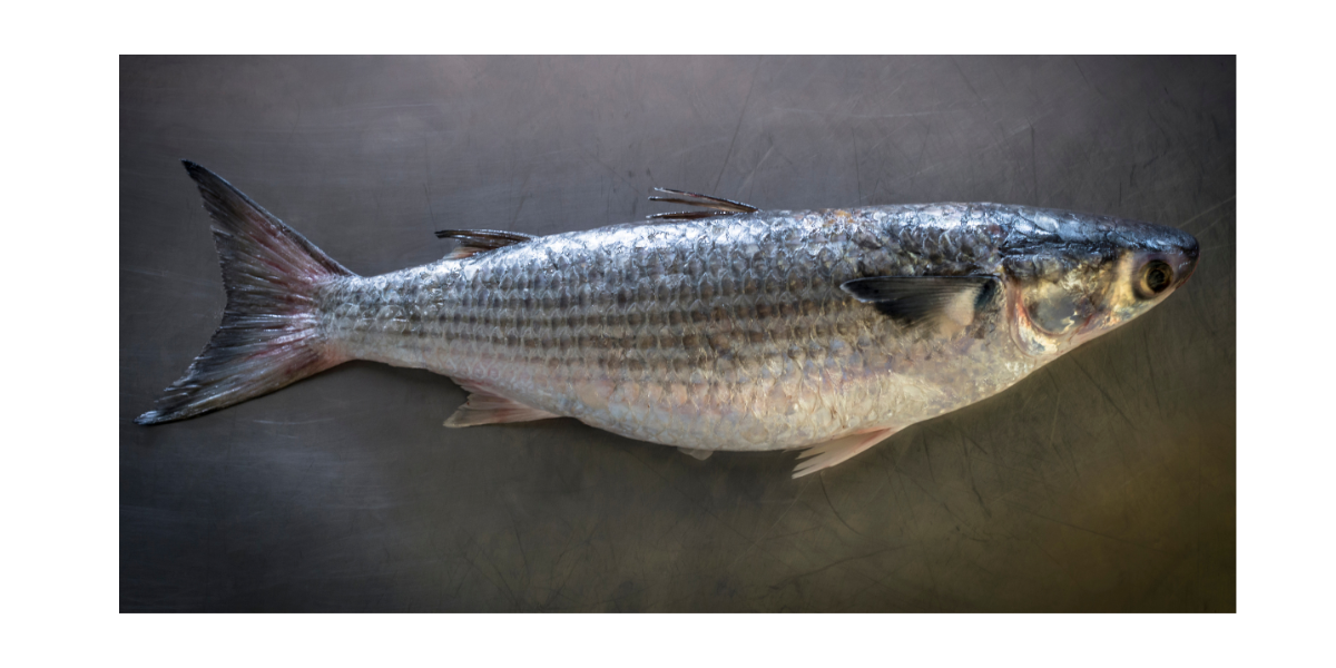North Carolina's Striped Mullet Fishermen Hit With New Restrictions -  Saltwater Angler