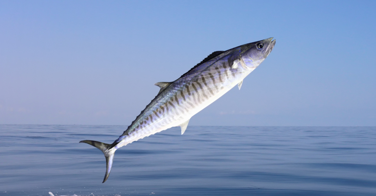 Spanish and King Mackerel Regulations Possibly On the Horizon For