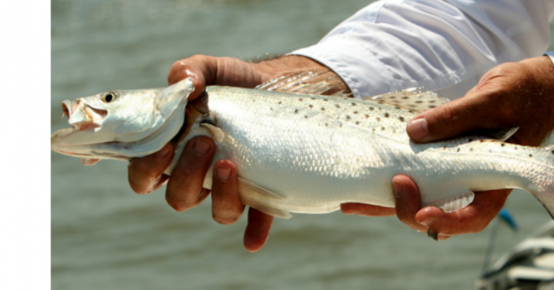 Maximizing Warm Weather Speckled Trout Season