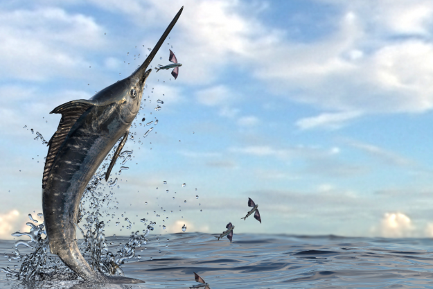 The Atlantic Flying Fish: An Amazing Act
